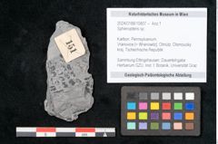 Foto (Objekt + Etikett) von Sphenopteris sp.  (NHMW-GEO-2024-0188-10807)